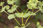 Warty spurge